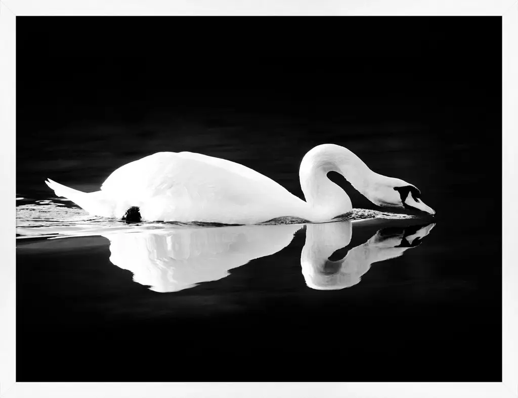 Lillian August, Swan On Black