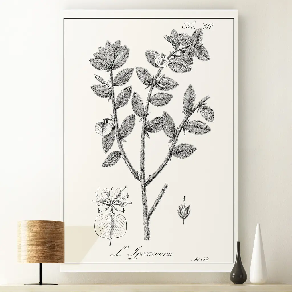 Antique Black & White Botanical-Premium Gallery Wrapped Canvas - 12x18