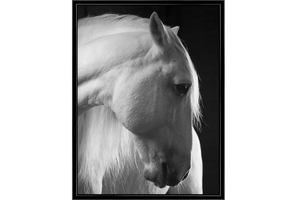 32x42 Timid White Stallion | Vertical | Made In The Usa | Framed Art | Animals | Photography