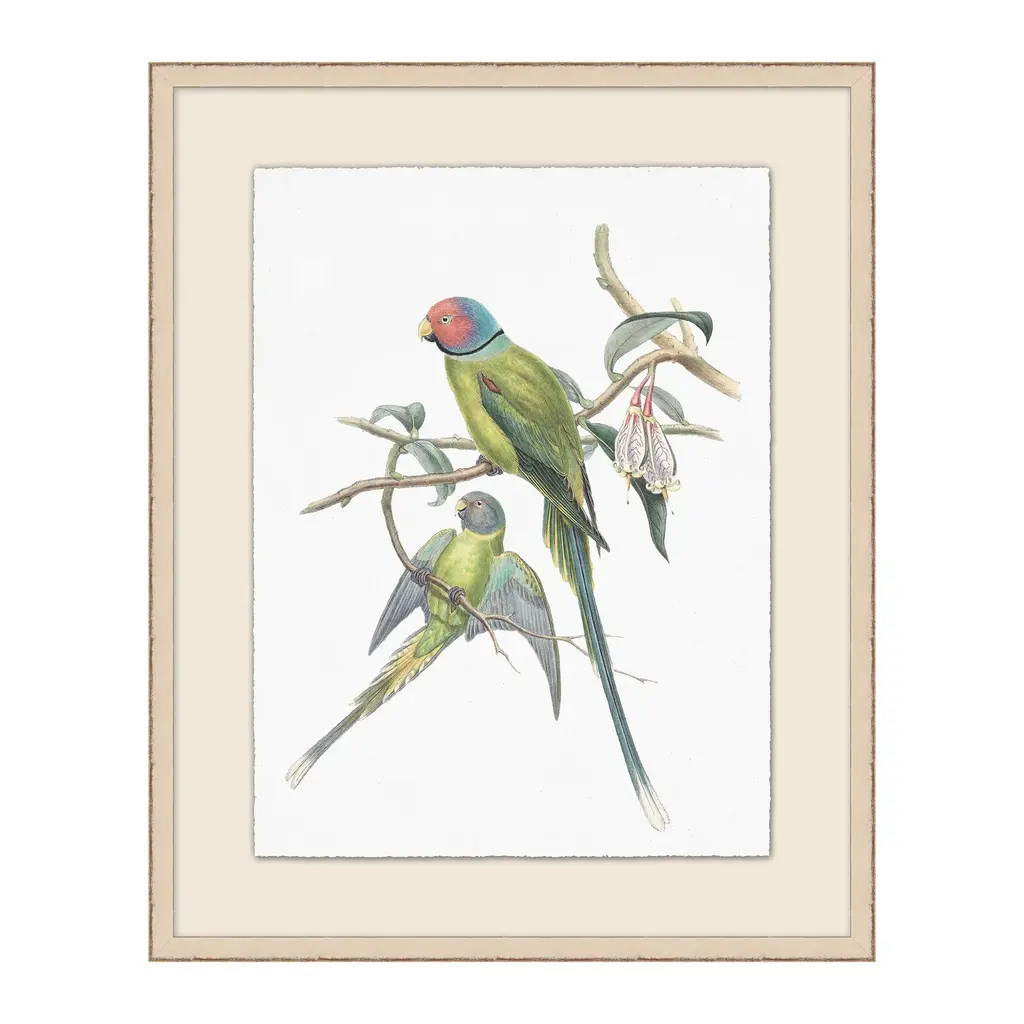 Pair Of Parakeets Illustration