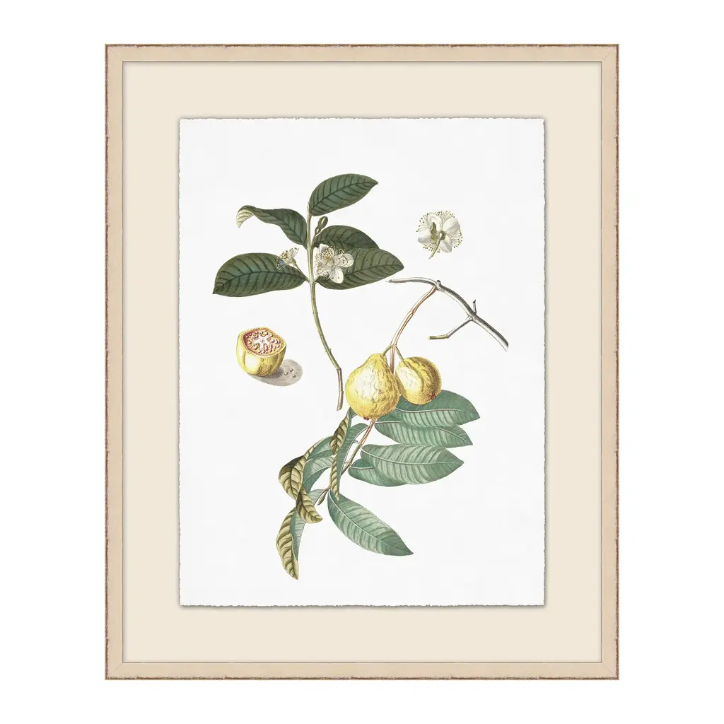 Flowering Fruit Illustration