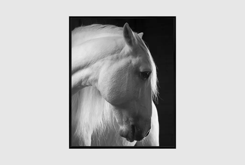 42x52 Timid White Stallion Animal Print | Tall | Framed Art | Animals | Photography | Made In The Usa | Vertical