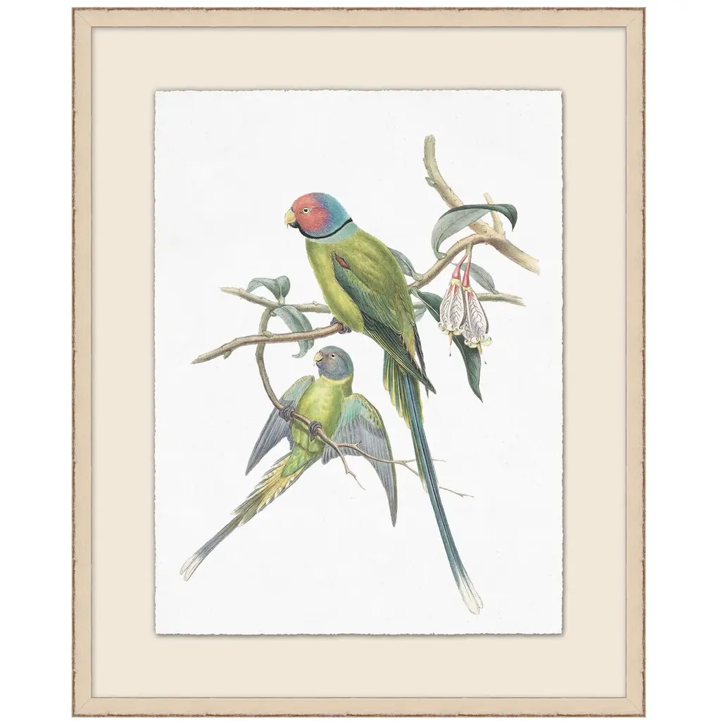 Lillian August, Pair Of Parakeets Illustration