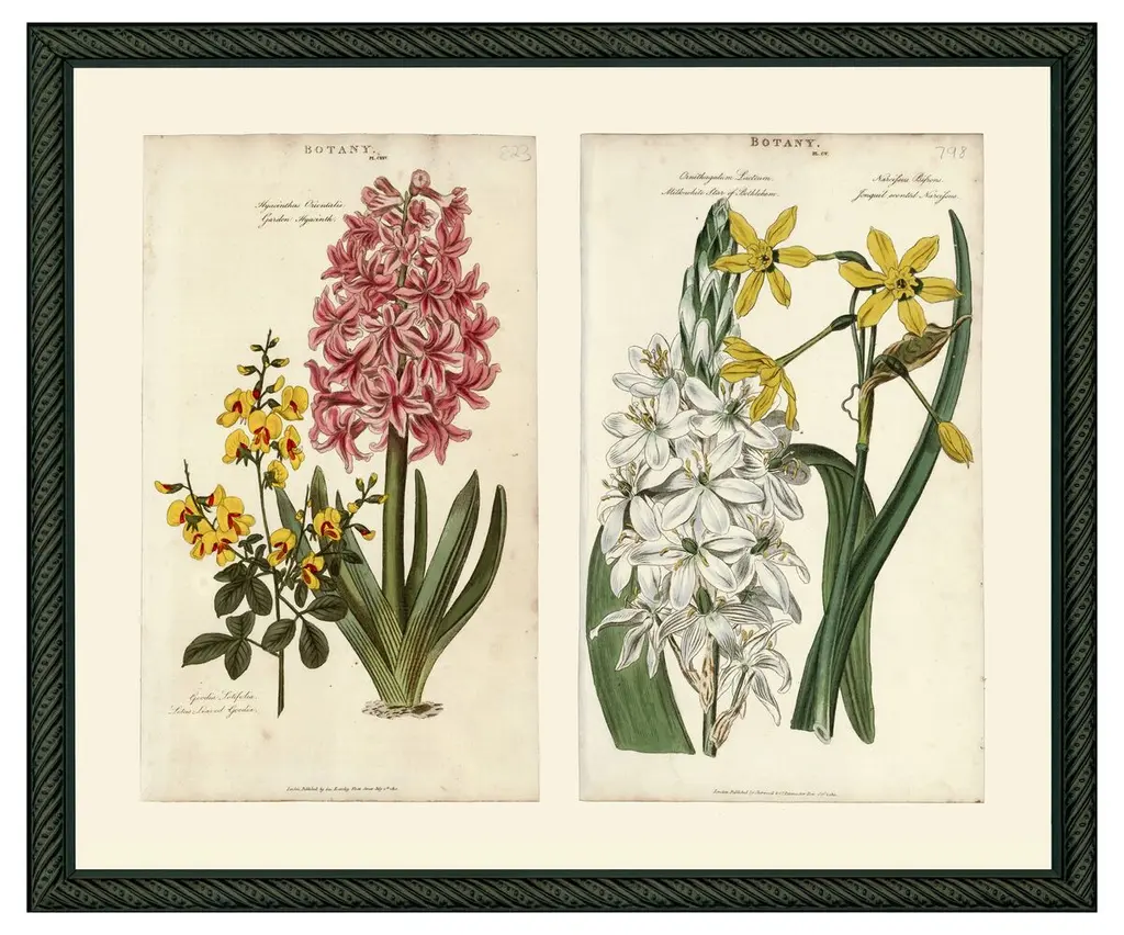 Pink Hyacinth & Yellow Narcissus, 1810