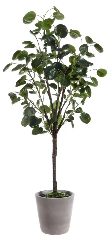 Jada Polyscias Fruticosa Potted Tree