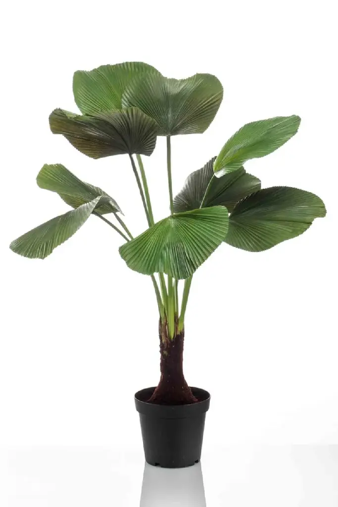 Artificial Ruffled Fan Palm | Emerald Licuala