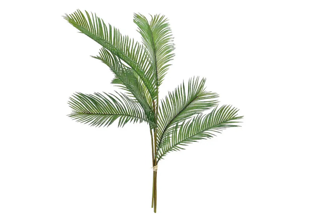 Palm Fern Stems