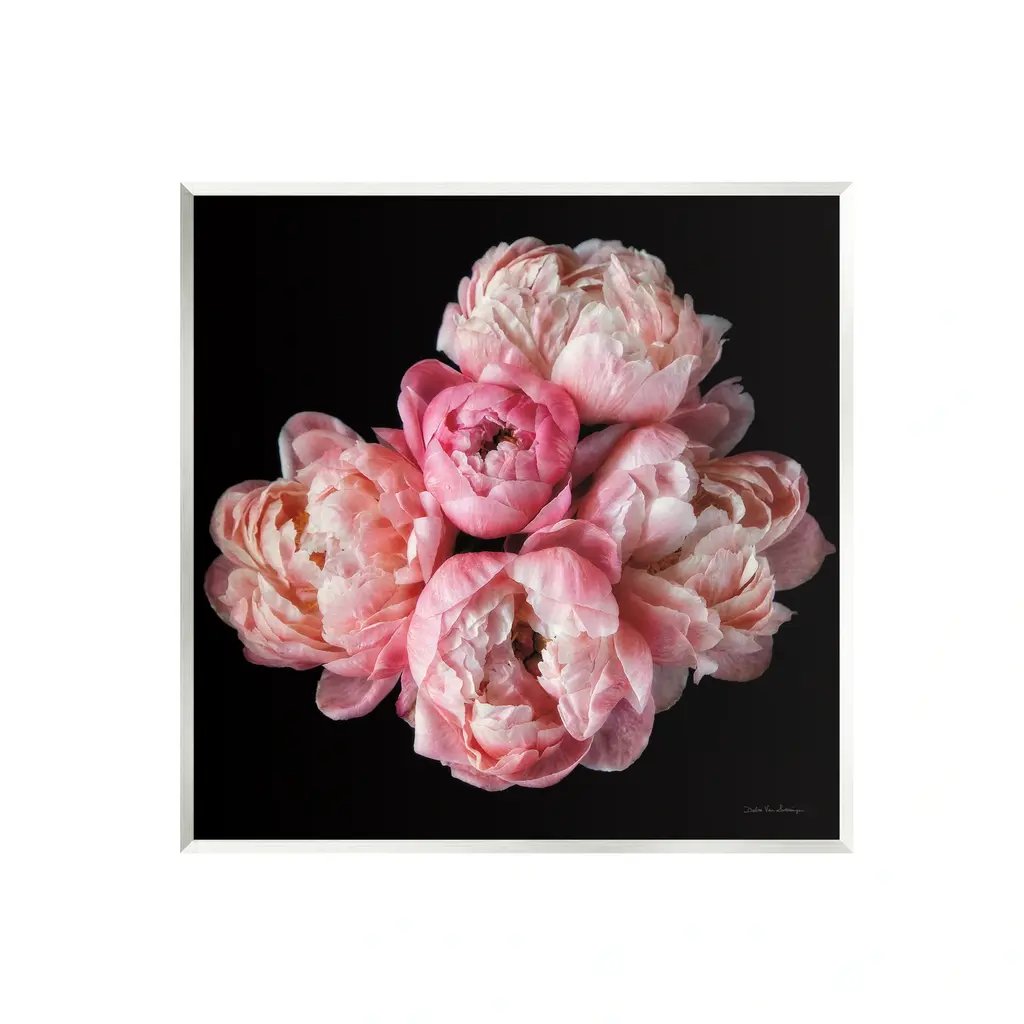Stupell Peonies On Black Wall Plaque Art Design By Debra Van Swearingen - 12 X 12