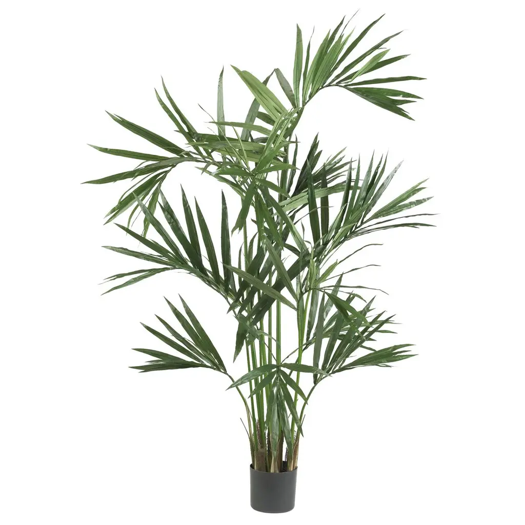 6Ft. Kentia Palm Silk Tree