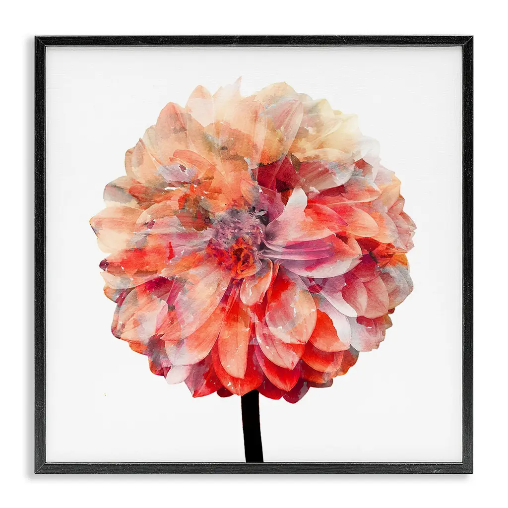 Stupell Bright Coral Watercolor Bloom Dahlia Flower Framed Art, 12 X 12, Design By Artist Kimberly Allen - Multi-Color - 24 X 24 - Black