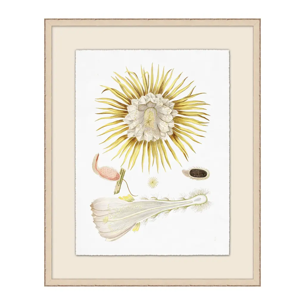 Flowering Pods Illustration