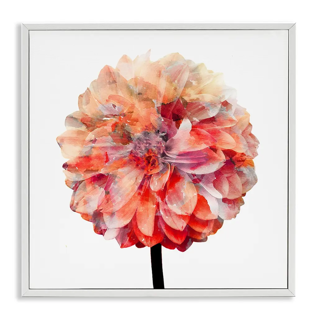 Stupell Bright Coral Watercolor Bloom Dahlia Flower Framed Art, 12 X 12, Design By Artist Kimberly Allen - Multi-Color - 12 X 12 - White