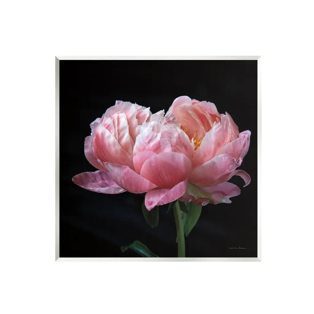 Stupell Blooming Rose On Black Wall Plaque Art Design By Debra Van Swearingen - 12 X 12