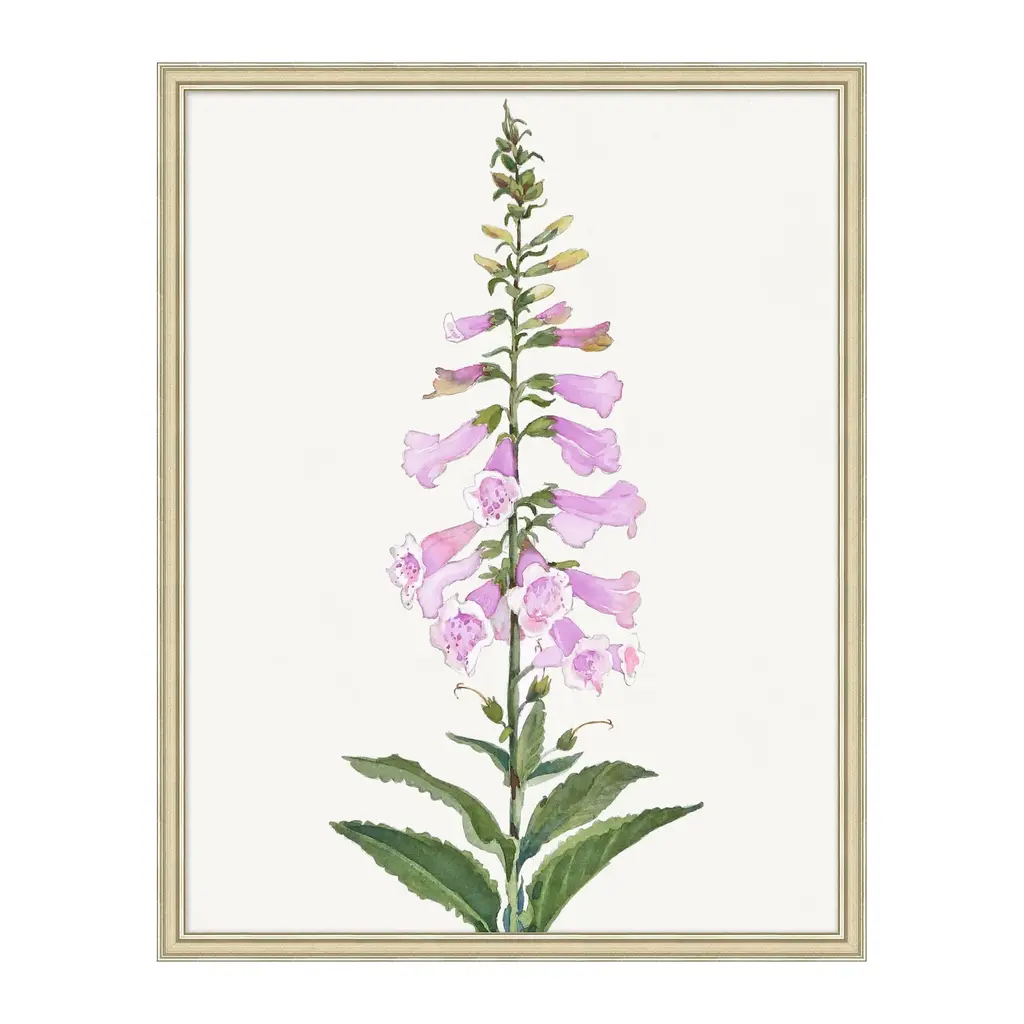 Foxglove