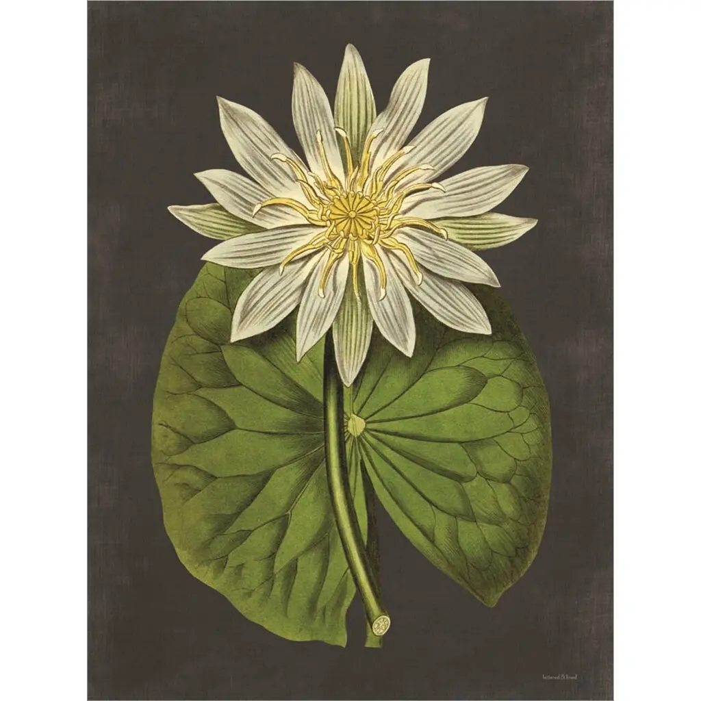 Lettered & Lined 'Lily' Framed Art - 17 X 20