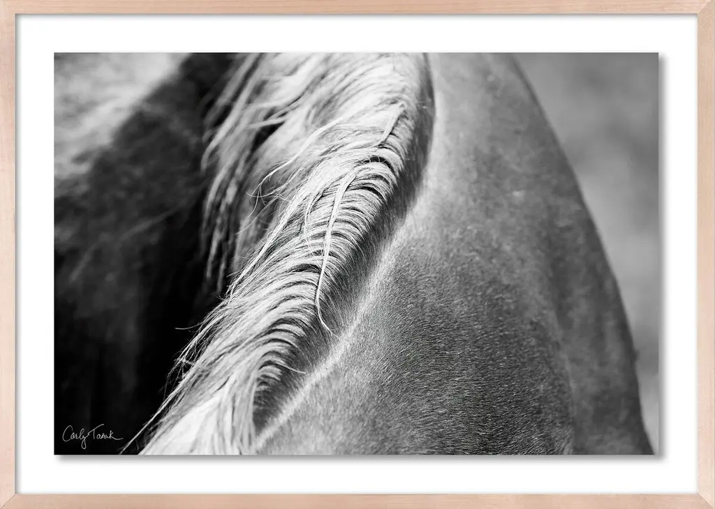 Carly Tabak, Mane Mendocino Photograph