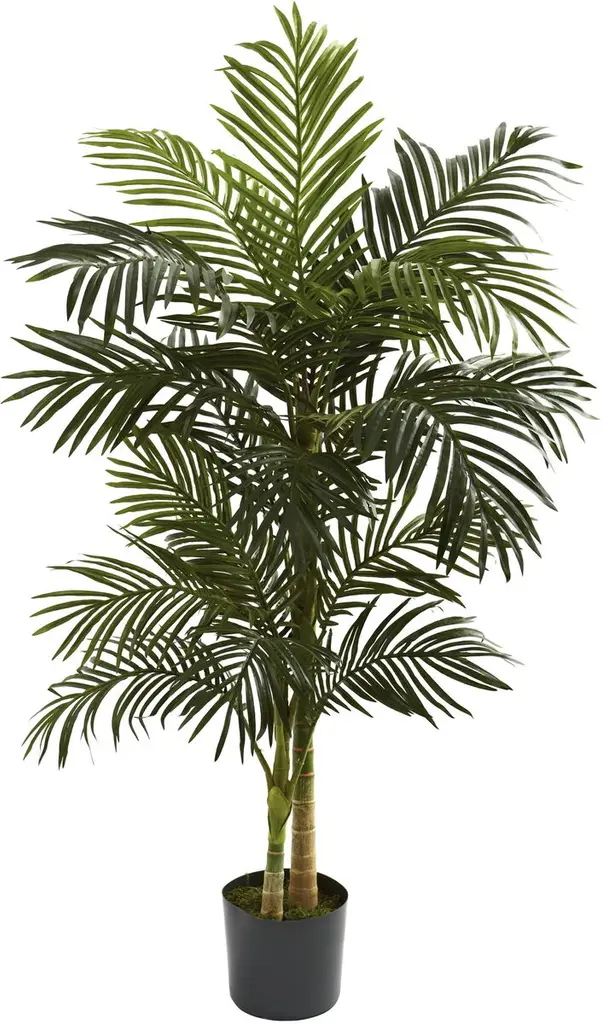 60" Golden Cane Palm Tree
