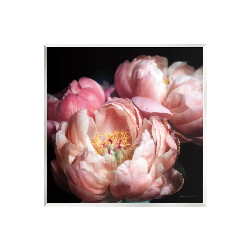 Stupell Blooming Peony Photography Wall Plaque Art Debra Van Swearingen - 12 X 12