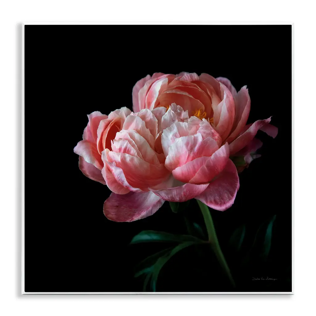 Stupell Dark Rose Photography Wall Plaque Art Design By Debra Van Swearingen - 12 X 12