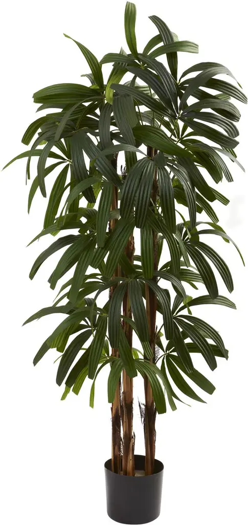 48" Raphis Palm Tree
