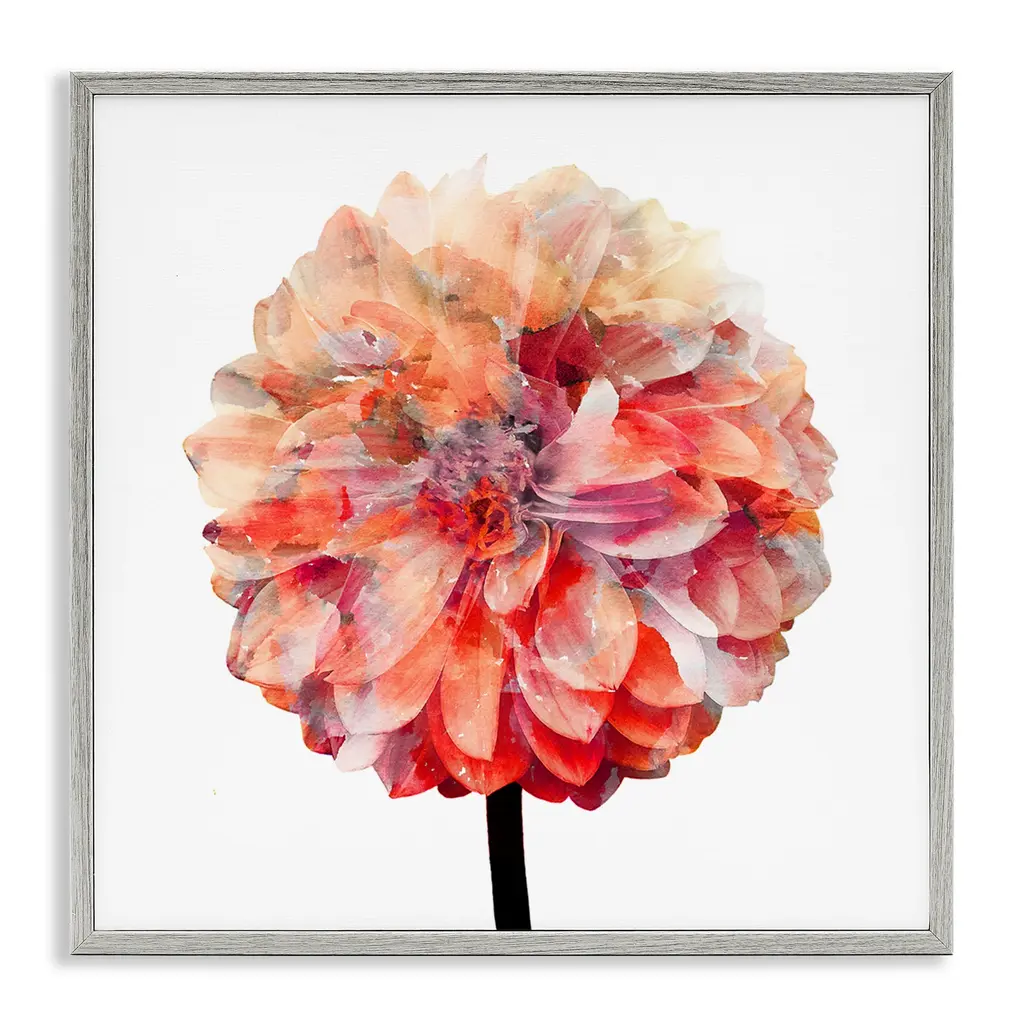 Stupell Bright Coral Watercolor Bloom Dahlia Flower Framed Art, 12 X 12, Design By Artist Kimberly Allen - Multi-Color - 17 X 17 - Grey