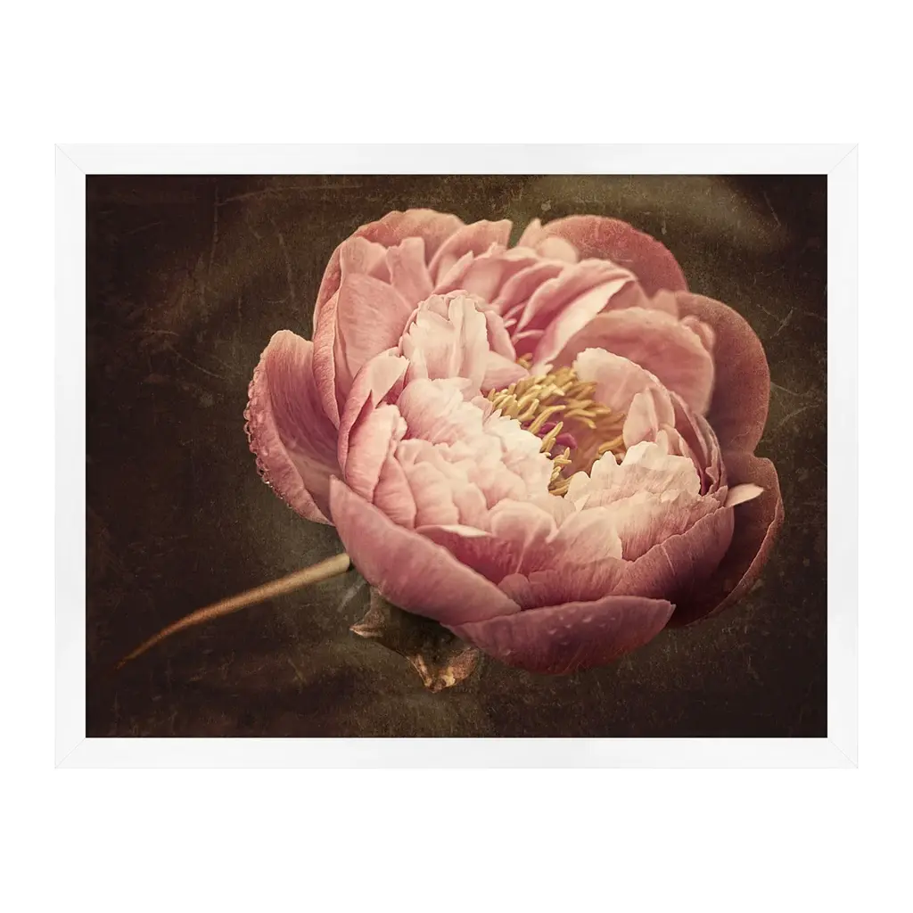 Flowering Peony