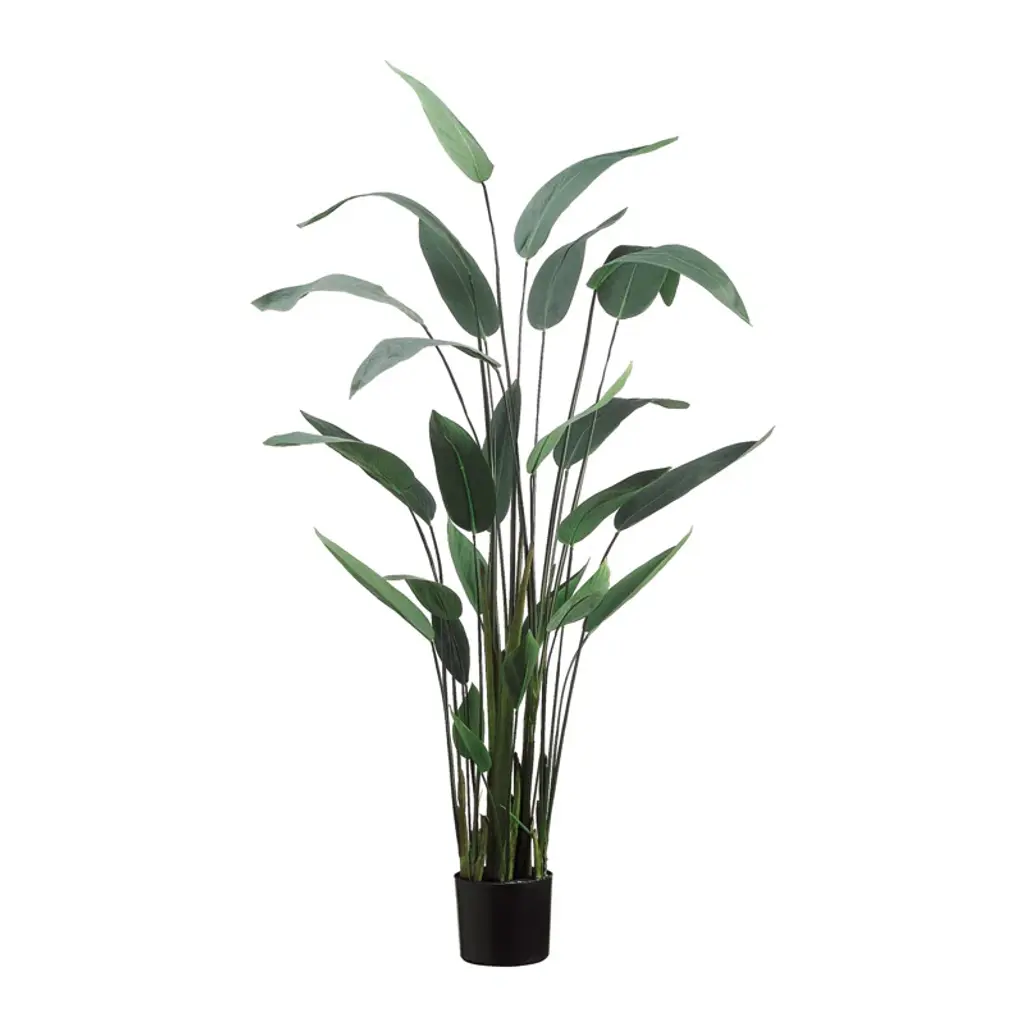 Elspeth 5.5' Faux Water Canna In Liner
