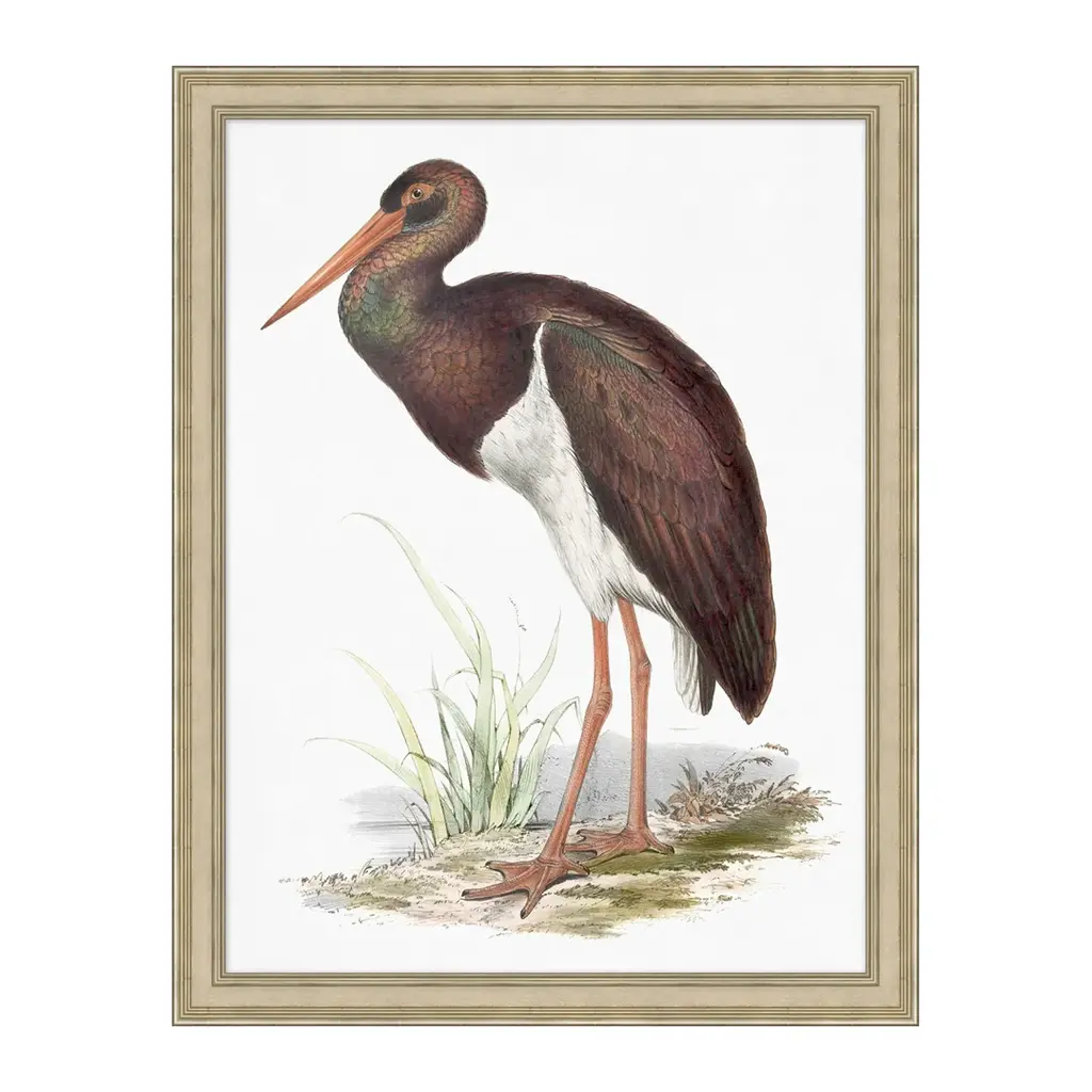 Coastal Ornithology 2