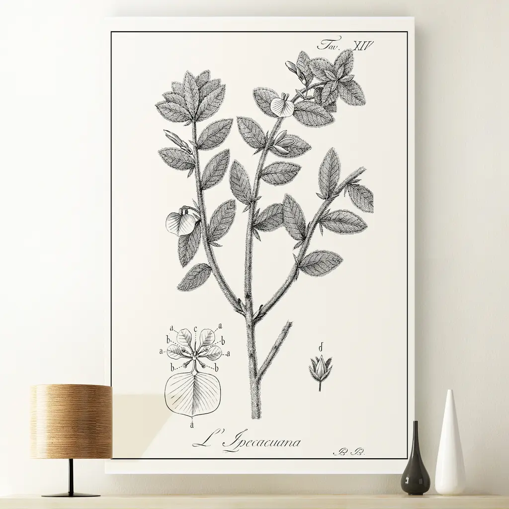 Antique Black & White Botanical-Premium Gallery Wrapped Canvas - 32x48