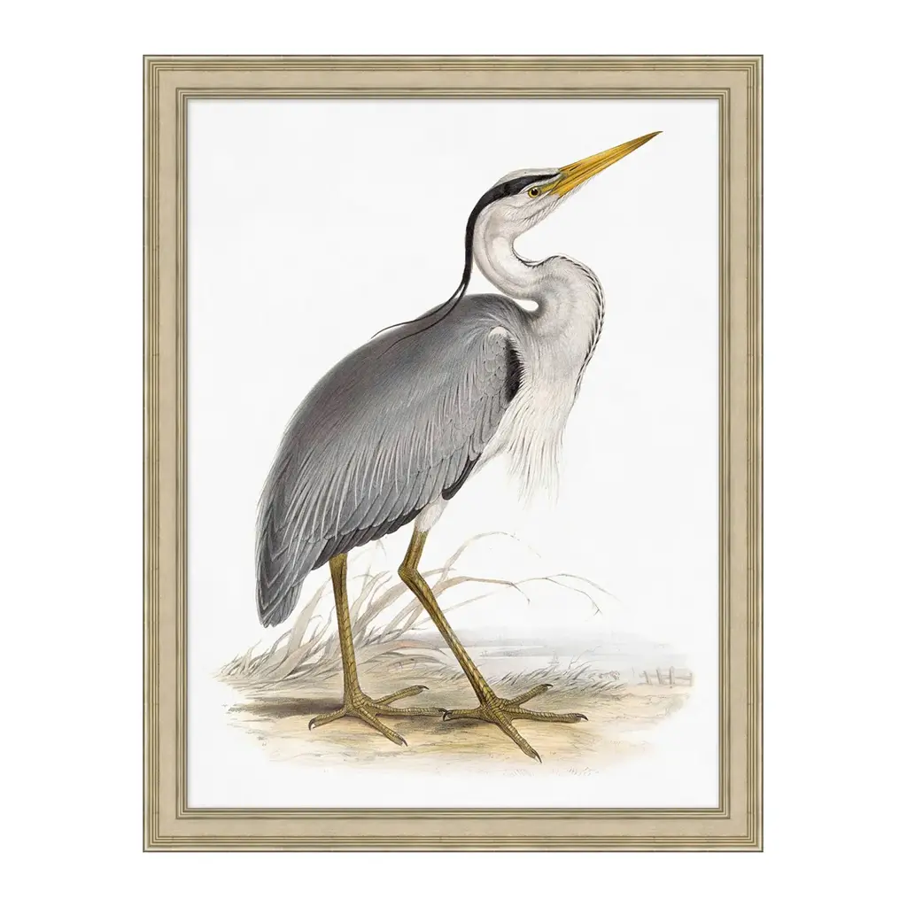 Coastal Ornithology 3