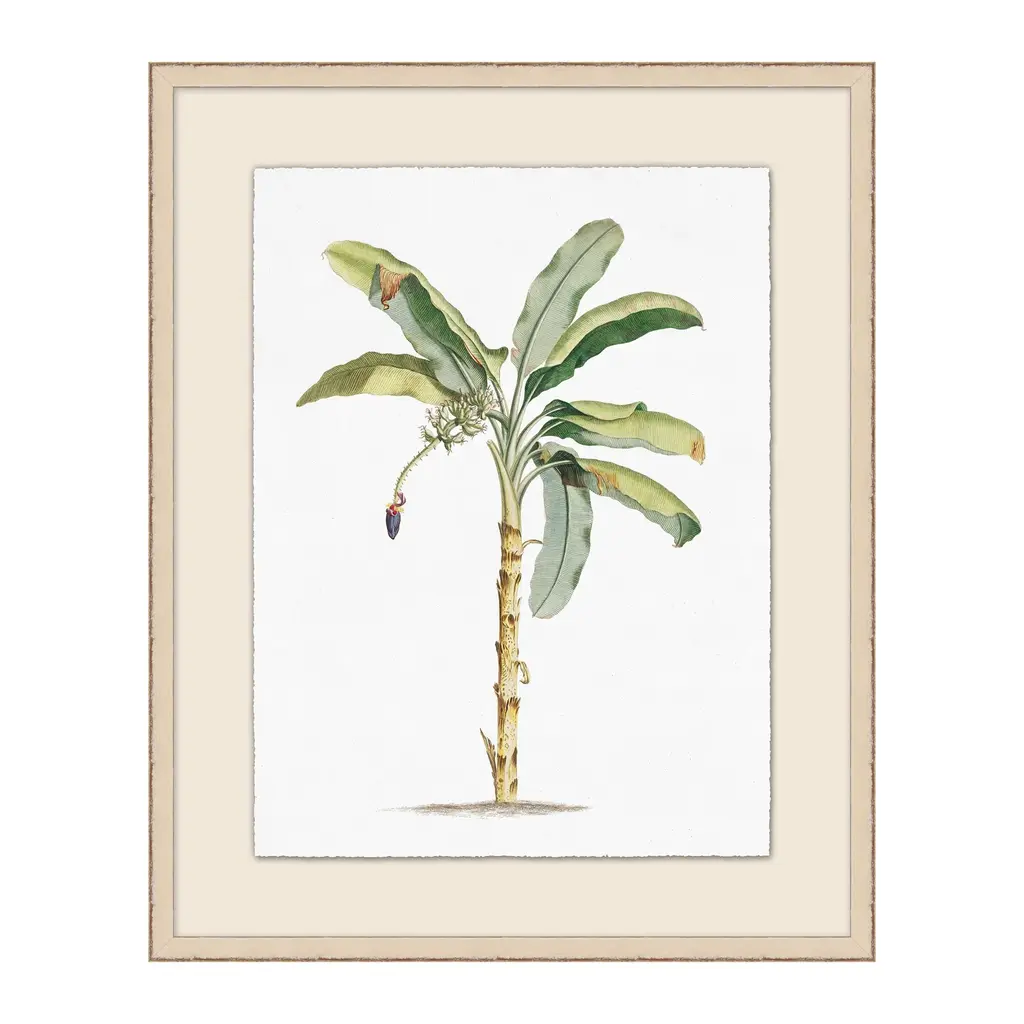 Palm Illustration