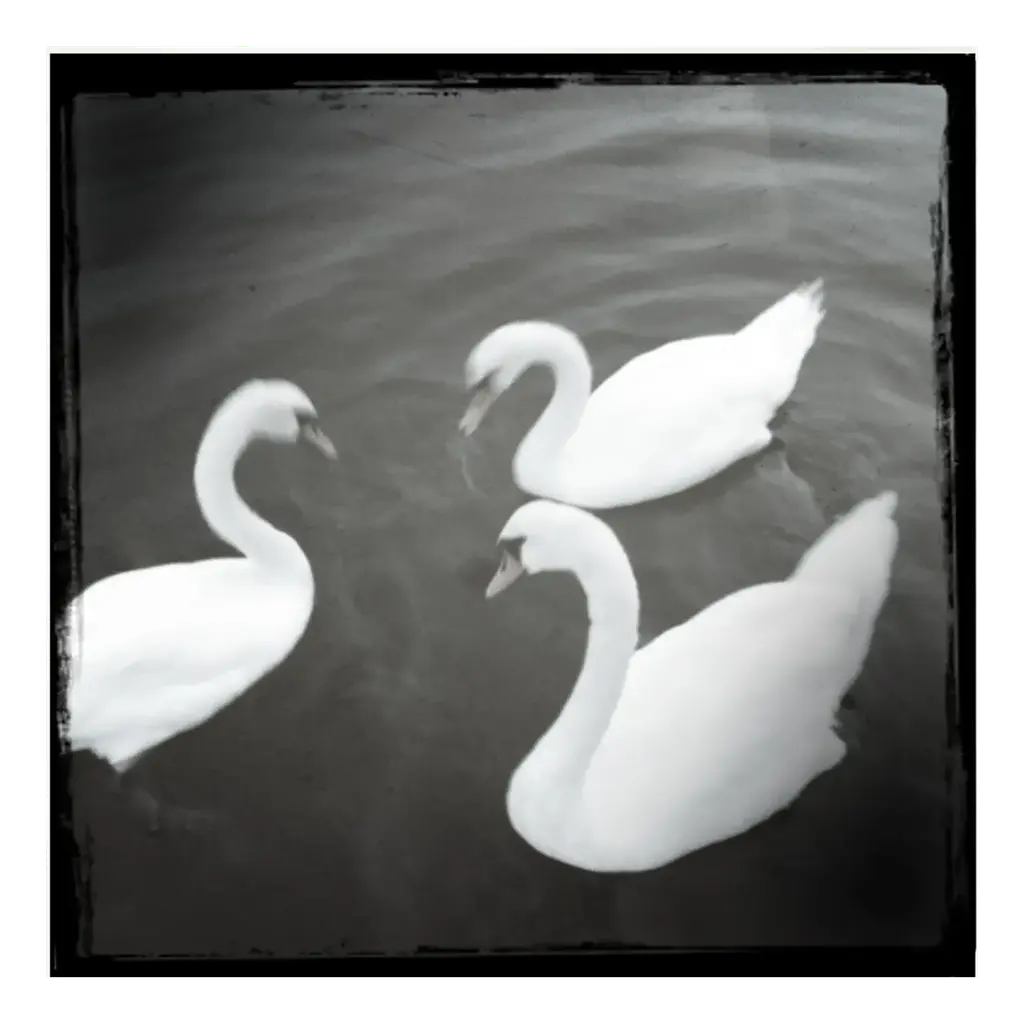 Contemporary Swimming Swans Photograph
