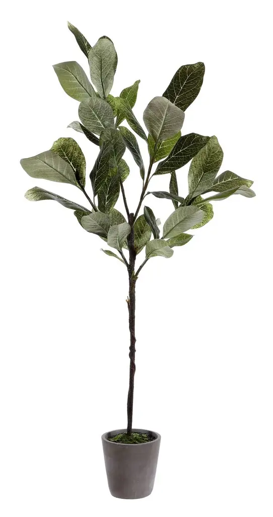Willow Magnolia Potted Tree