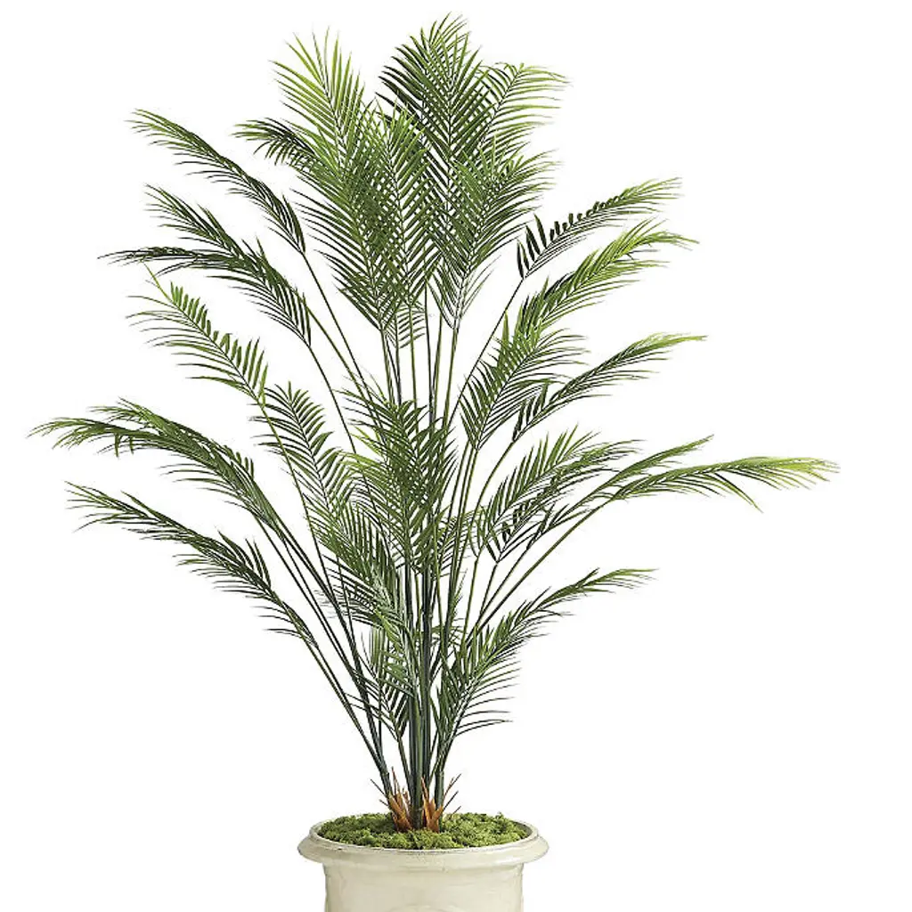 Outdoor Areca Palm Tree