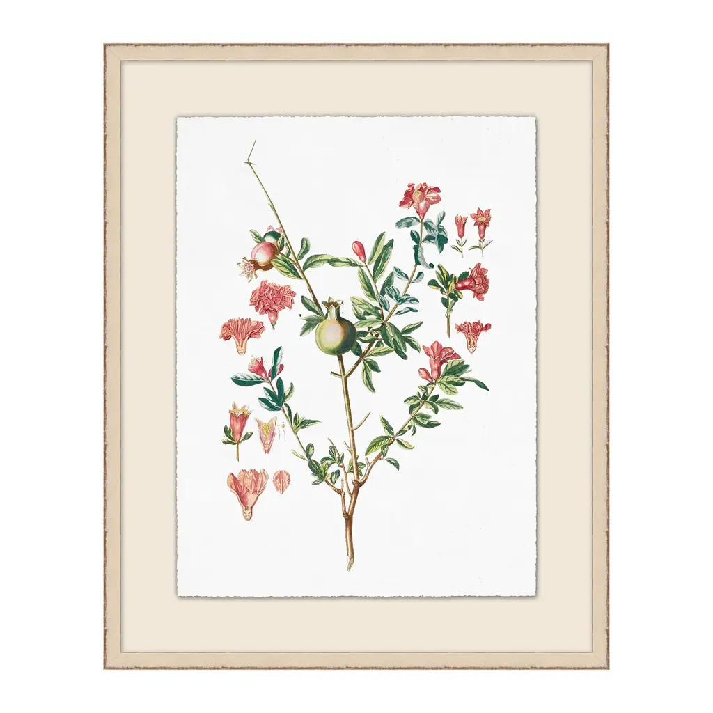 Pomegranate Plant Illustration