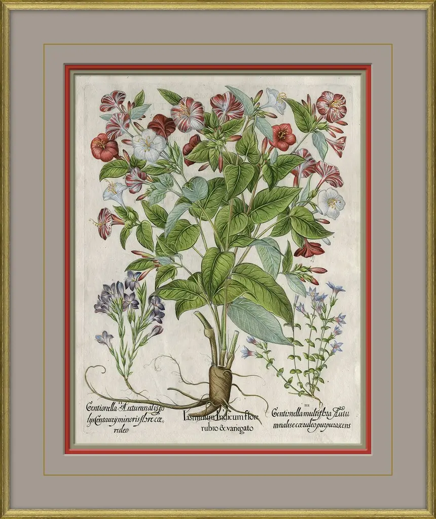 Besler Botanicals, Basilius Besler, Circa 1600