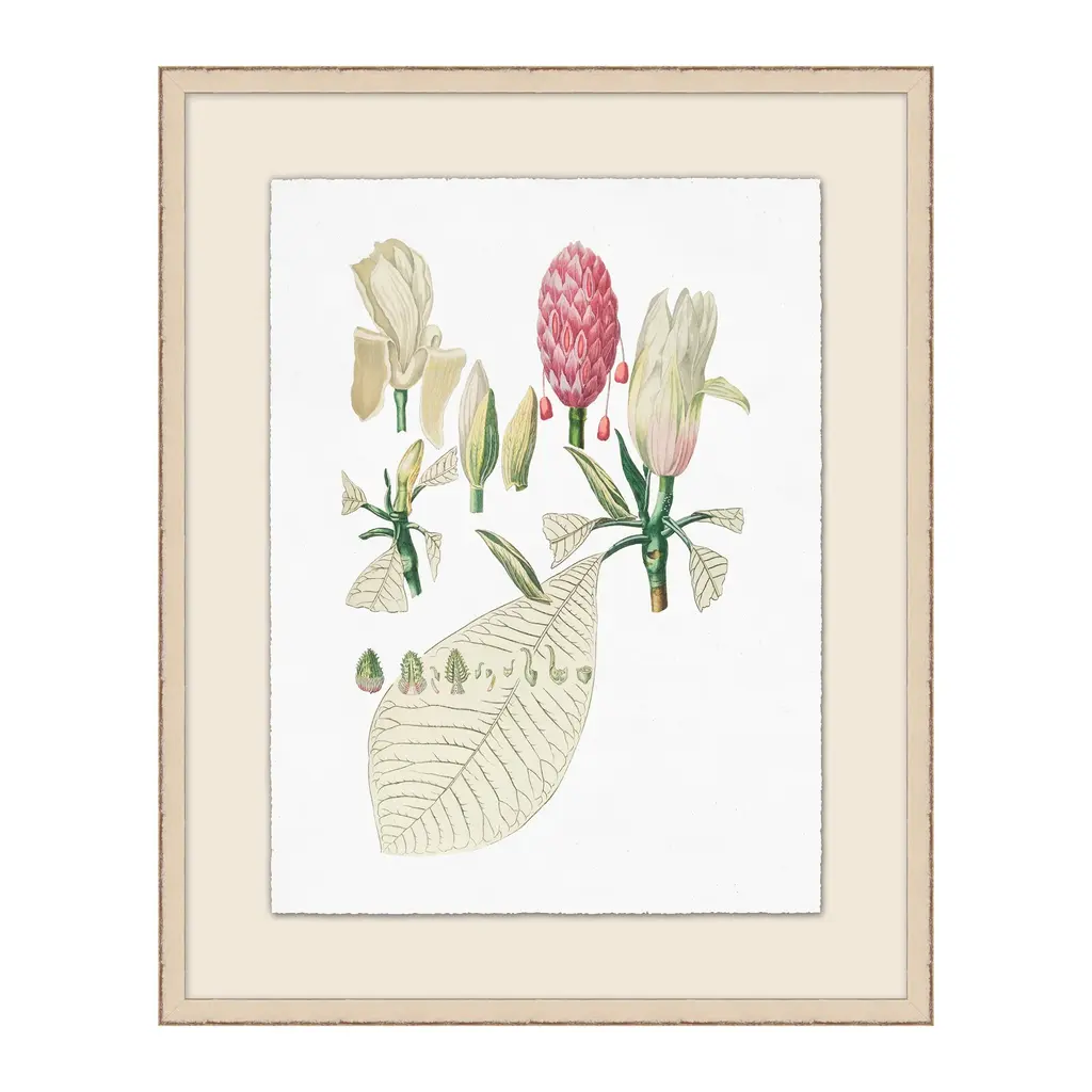 Buds And Leaves Illustration